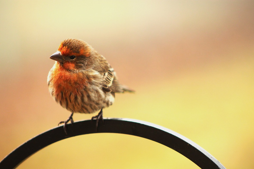 Vroege vogels